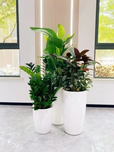 领略宁波前湾盆景出租设计，焕新空间魅力